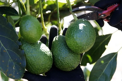 Guatemala inaugura el IV Congreso Latinoamericano del Aguacate - MarketData
