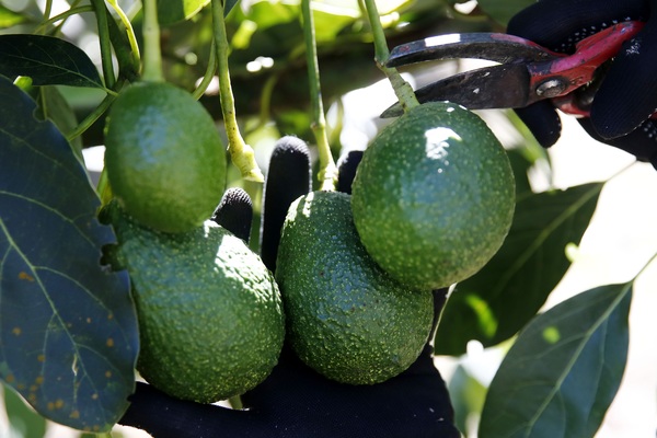 Guatemala inaugura el IV Congreso Latinoamericano del Aguacate - MarketData
