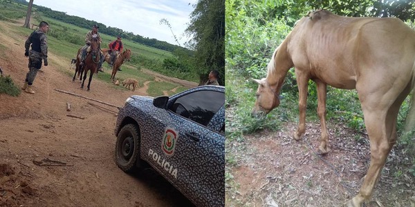 ANTIABIGEOS RECUPERAN DOS CABALLOS - Itapúa Noticias