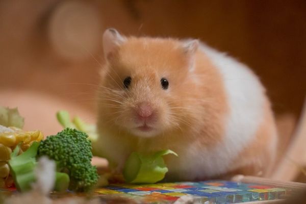 Mascotas no convencionales: todo lo que hay que saber para tenerlas en el hogar - Nacionales - ABC Color