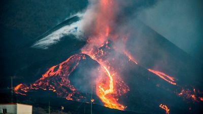 Miles de abejas sobreviven 50 días bajo la ceniza del volcán de La Palma