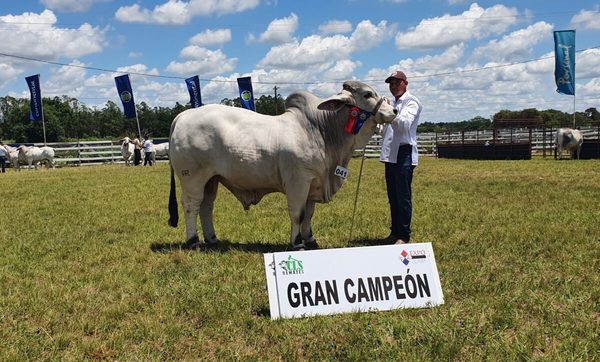 Ganadera Alborada y Joaquín Clavell se quedaron con los Grandes Campeones Brahman