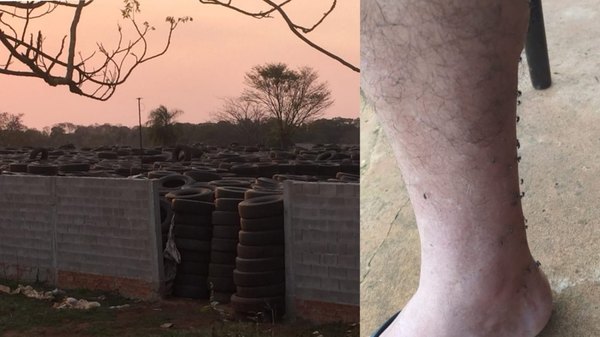 Crónica / Procesadora de cubiertas viejas provoca invasión de mosquitos