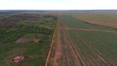 Revelan la mayor deforestación en el Bosque Atlántico en Paraguay