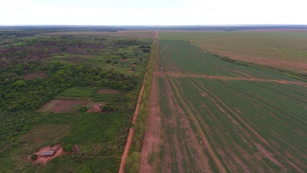 Revelan la mayor deforestación en el Bosque Atlántico en Paraguay