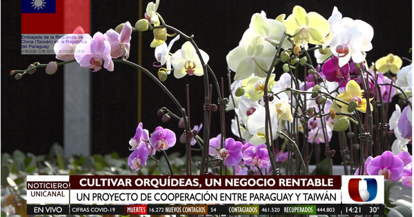Industria de las orquídeas, un negocio rentable desarrollado por Taiwán