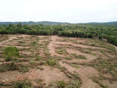 Apresan a colonos por deforestación en Tava’i - Nacionales - ABC Color