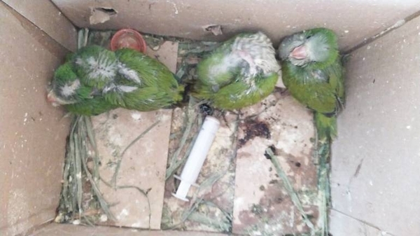 Diario HOY | En San Lorenzo rescatan aves que iban a ser comercializadas de manera ilegal
