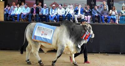 La Nación / Expo Guairá busca potenciar al sector ganadero de la zona
