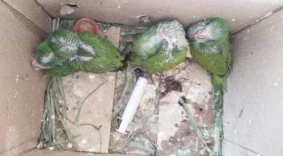 Rescatan aves que iban a ser comercializadas de manera ilegal – Prensa 5