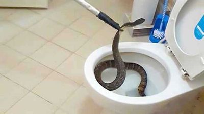 Serpiente escondida en el inodoro le mordió "ahí" y casi murió