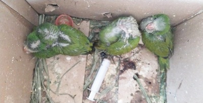 San Lorenzo: Mades rescata a aves que estaban siendo comercializadas