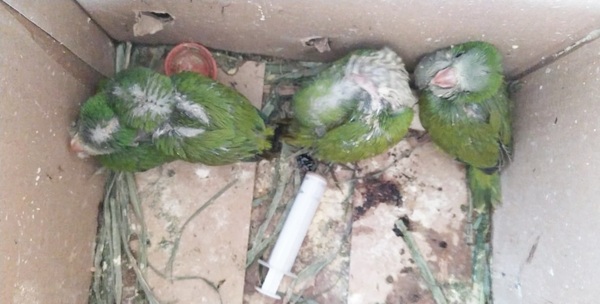 San Lorenzo: Mades rescata a aves que estaban siendo comercializadas