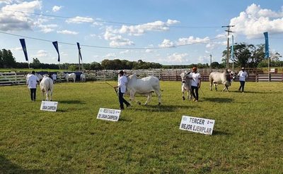 Criadores de Nelore se lucieron en la pista de Expo Guairá