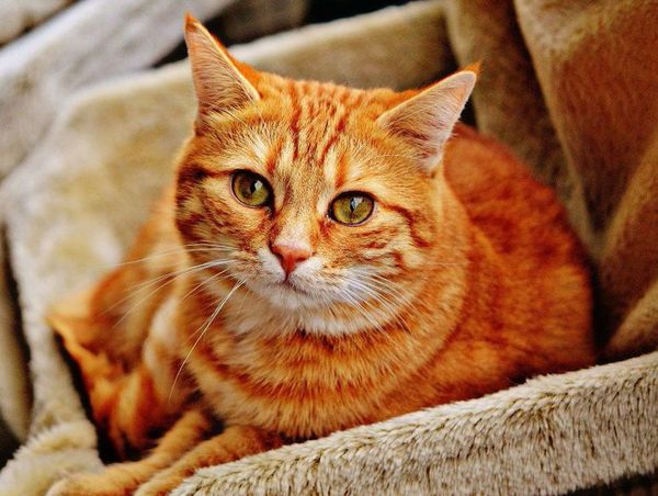 Inmunodeficiencia felina o sida en gatos ¿de qué se trata? - Mascotas - ABC Color