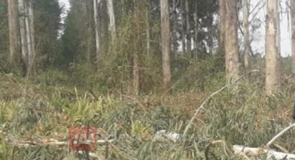 ACCIDENTE LABORAL CON DERIVACIÓN FATAL EN PALMITAL, CARLOS A. LÓPEZ. - Itapúa Noticias