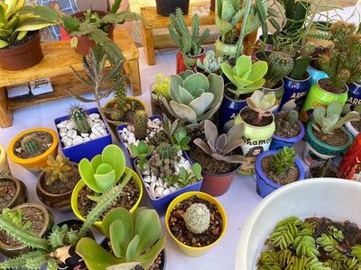 Feria de emprendedores repatriados: desde ropas hasta plantas que “comen” mosquitos - Nacionales - ABC Color