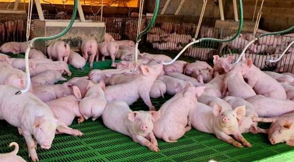 El alto arancel impide poder exportar actualmente carne porcina a Rusia