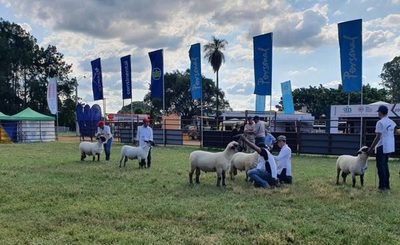 Se destacaron ovinos funcionales y productivos en la pista de Expo Guairá