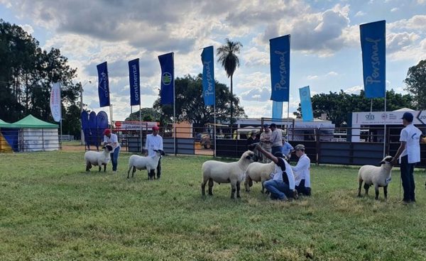 Se destacaron ovinos funcionales y productivos en la pista de Expo Guairá
