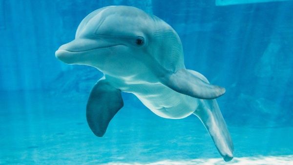 Muere delfín discapacitada Winter, inspiradora del filme Dolphin Tale