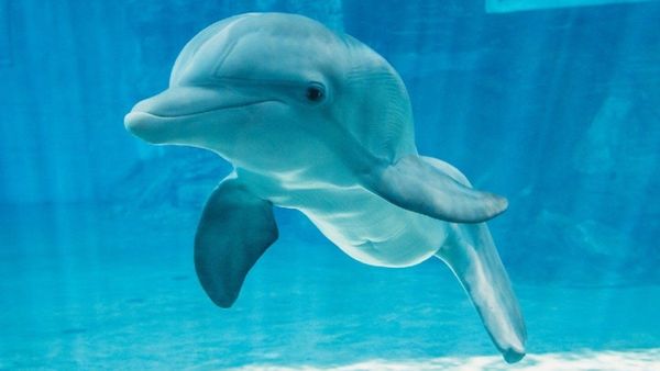 Muere Winter, la delfín sin cola, inspiradora del filme Dolphin Tale