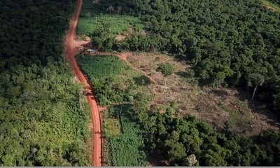 El comienzo del fin del Bosque Atlántico: Investigan deforestación masiva en la región oriental | Ñanduti