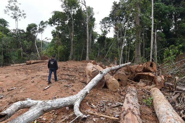 Récord de deforestación en Amazonía contradice discurso de Brasil en COP26 - Mundo - ABC Color