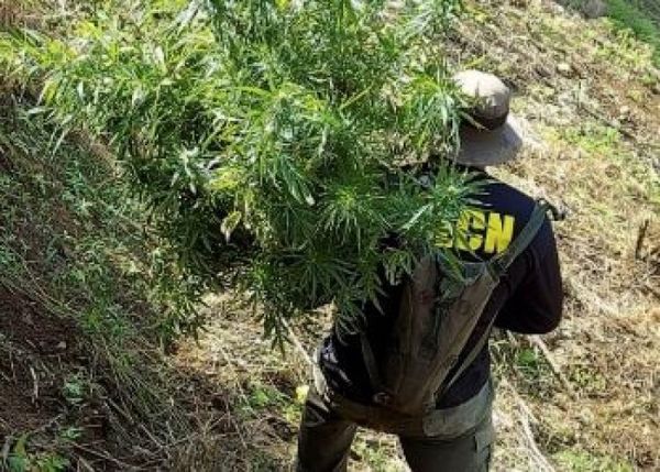 La MS13 se beneficia del auge de la marihuana en Honduras