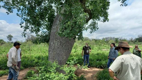 Conaderna corrobora extracción de samu'û en el Chaco tras denuncias