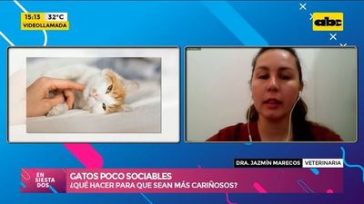 Gatos pocos sociables, ¿A qué se debe el poco interés por los humanos? - Ensiestados - ABC Color