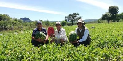 Demuestran que siembra directa mejora el rendimiento productivo de sandía en Paraguarí - Nacionales - ABC Color