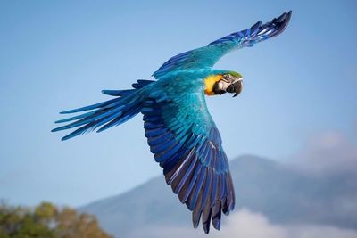 Las guacamayas, adoptadas como símbolo de Caracas - Mascotas - ABC Color