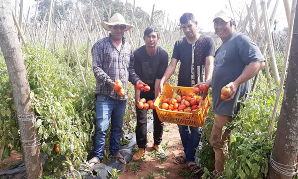 Se pueden perder unos 100.000 kg de tomates en Coronel Oviedo por contrabando - OviedoPress