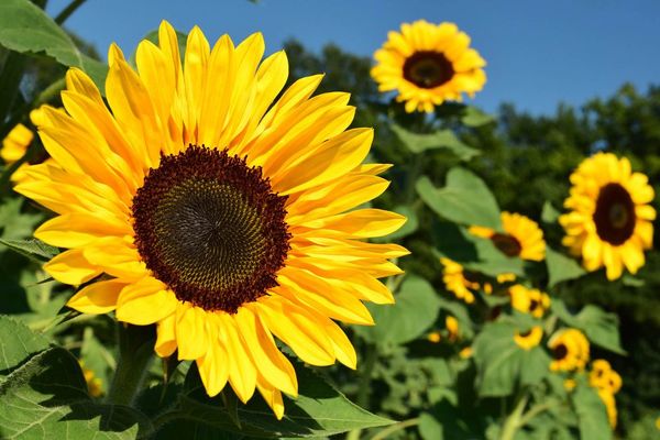 Girasol: precios y rendimientos se mantienen altos