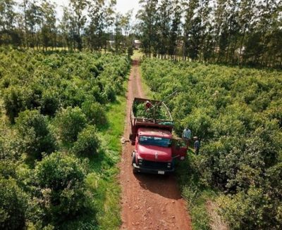 Industria Yerbatera con impacto local e internacional