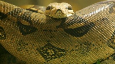 ¿Se puede tener una serpiente como mascota?