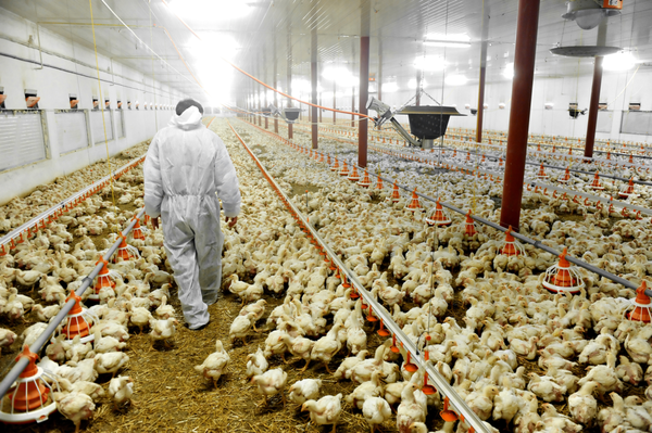 Comercio exterior avícola tuvo cifras positivas hasta el cierre de octubre