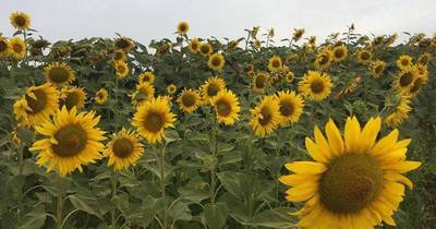 La Nación / La historia de los campos de girasoles en Capitán Miranda