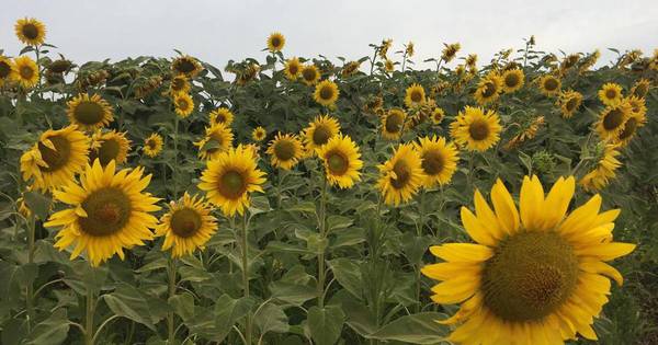 La Nación / La historia de los campos de girasoles en Capitán Miranda