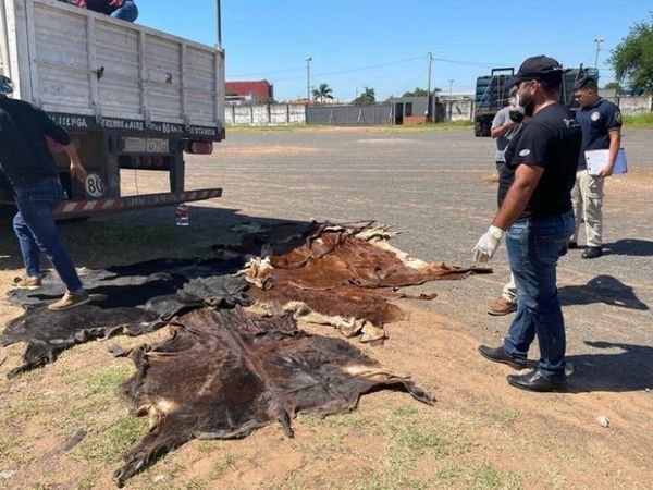 Incautan 1.500 cueros vacunos que según dicen venían hacia Pedro Juan