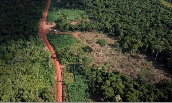 El comienzo del fin del Bosque Atlántico: Investigación revela causas del “mayor deforestador” | Ñanduti