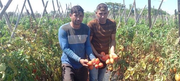 Unos 100.000 kilos de tomates podrían perderse en Coronel Oviedo a causa del contrabando - Noticiero Paraguay