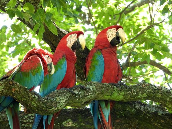 Guacamayos de vuelo libre repueblan exitosamente el gran Asunción - Nacionales - ABC Color