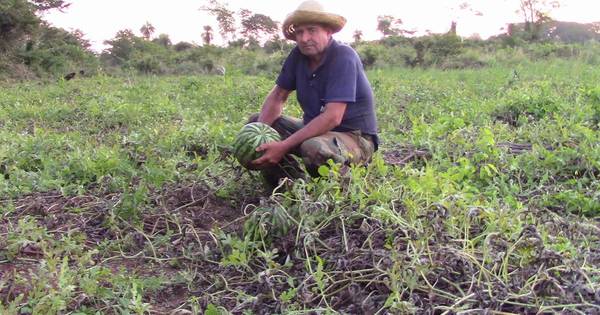 La Nación / Productores de sandía se ven perjudicados por el contrabando