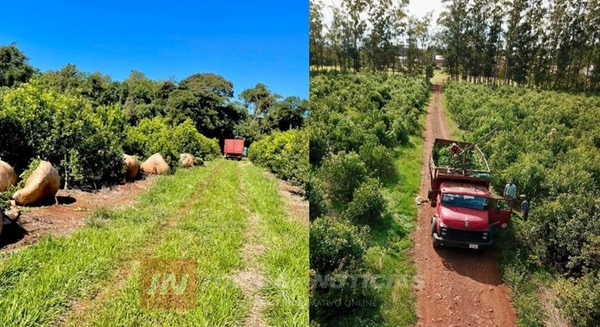 LA INDUSTRIA YERBATERA EN PARAGUAY: UN RUBRO DE EXPORTACIÓN Y DE IMPACTO LOCAL - Itapúa Noticias