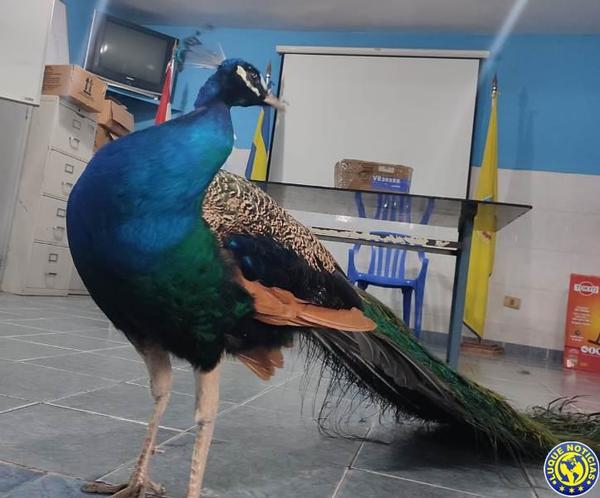 Bomberos rescatan un pavo real en Luque •