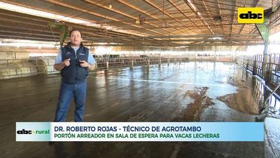 Portón arreador en sala de espera para vacas lecheras - ABC Rural - ABC Color