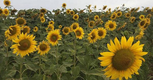 La Nación / Los girasoles de Capitán Miranda, un espectáculo único en el sur del país