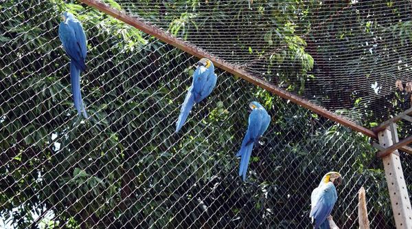 Plan de parque ecológico para aves no tiene apoyo - Nacionales - ABC Color